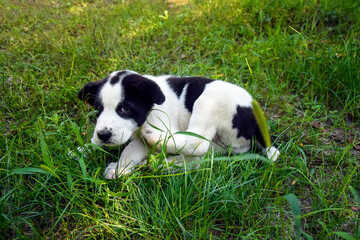 Alabai puppy sits comfortably on green lawn and scratches behind his ear with his hind paw. Close-up. Selective focus.