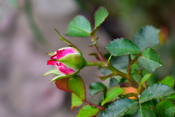 Fresh Beautiful rose bud in the garden