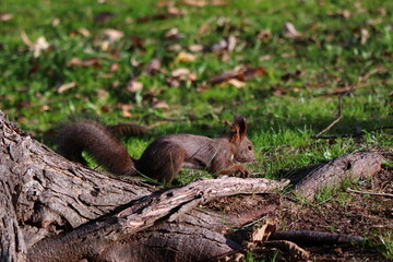 地面を歩く秋のエゾリス