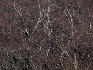 Obraz premium Nature Patterns from White Trees during Winter, Abstract Background, Braga, Portugal.