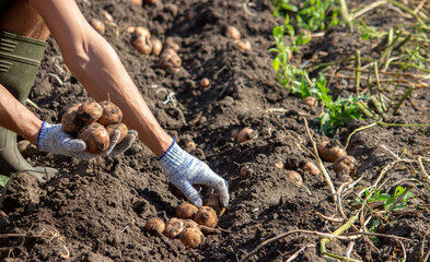 Freshly harvested organic potato harvest. Farmer in garden