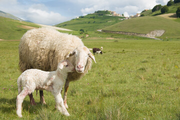 Portrait of adorable mother sheep with her lamb in the national park of Monti Sibillini