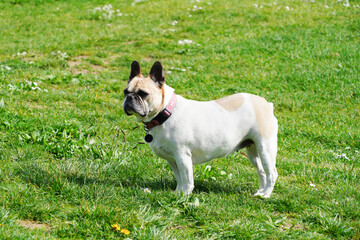 Bouledogue anglais debout dans l'herbe