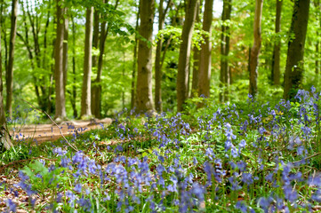 Bluebell flowers in the forest