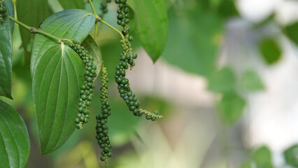 Green pepper corns