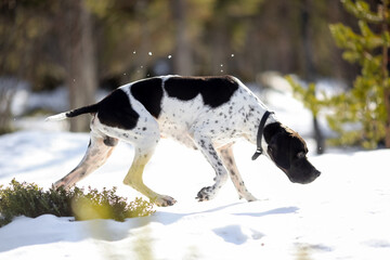 Dog english pointer