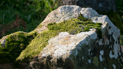Musgo verde sobre roca en el campo