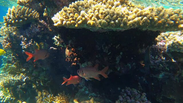 Underwater colorful tropical sea fishes and reef marine. Colorful Coral garden seascape in Red sea Egypt. Humpback red snapper fish