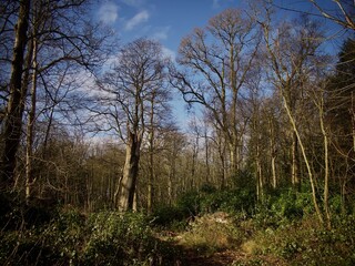 English Winter Woodland