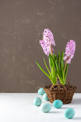 Beautiful pink hyacinths in a wicker basket and blue painted Easter eggs on a gray background, Happy Easter holiday