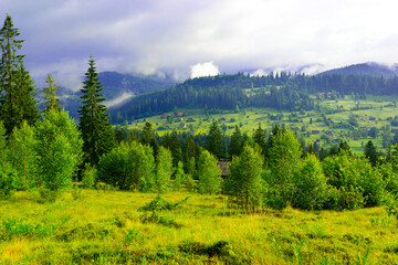 Mountain valley covered with forest and dense fog in background.