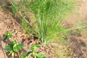 photo of small fennel plant growing in the field