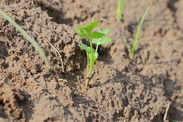 photo of Coriander plant grown in the field