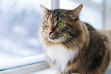 Gray cat sitting at a frozen window. Big green eyes. Wating a spring