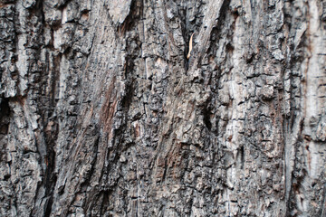 Brown tree bark texture close up background