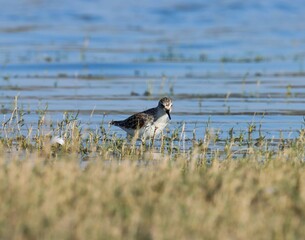 Little stint bird at river. Calidris minuta. Erolia minuta. The little stint, is a very small wader.