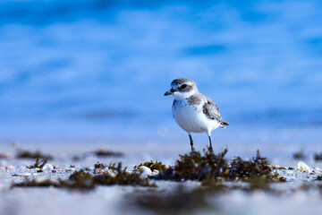 Lesser sand plover on the beach. Charadrius mongolus. The lesser sand plover is a small wader in the plover family of birds.