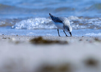 Sanderling on the beach. Calidris alba. The sanderling is a small wading bird. Water bird. Seabird.