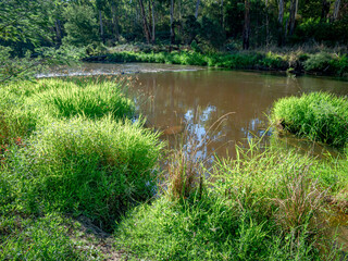 Obraz premium Overgrown Riverbank