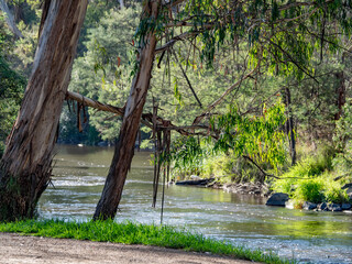 Sunny Stream