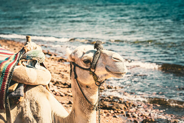 Camel in front of the sea in Dahab, Egypt