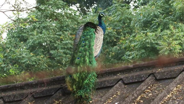 The beautiful peacock is sitting on the shell. Shakes its neck