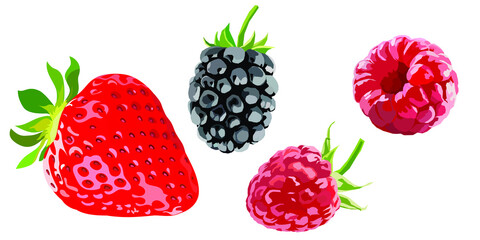 Vector strawberry, raspberry and blackberry set