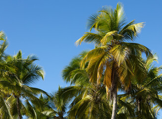 Fototapeta na wymiar coconut tree leaves and branches in full frame. Greeting card with palm trees against the blue sky