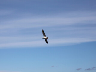 seagull flies against the blue sky