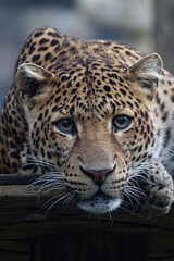 Fototapeta na wymiar leopard, cat, animal, jaguar, wild, predator, wildlife, mammal, nature, zoo, feline, panther, spots, carnivore, fur, big cat, safari, hunter, dangerous, big, spotted, black, eyes, tiger, face
