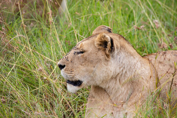 Lioness face in the grass in Masai Mara National Park, Kenya