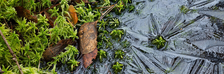 Moss and ice close-up. Natural background with green moss and frozen water during frosts. Cold weather in the forest. Wide panoramic texture with patterns on the ice surface. Northern nature.