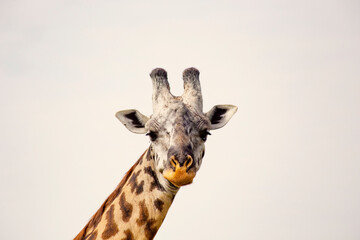 Giraffe head close up in Masai Mara National Reserve, Kenya