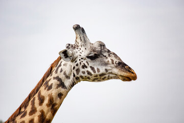 Giraffe head close up in Masai Mara National Reserve, Kenya