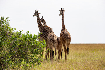 Naklejka na ściany i meble Giraffes herd in Masai Mara National Park, Kenya