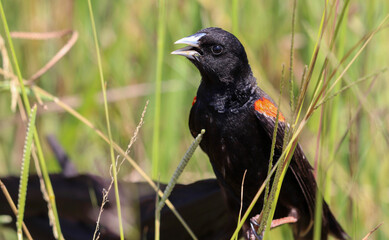 Long-tailed Widowbird, Pilanesberg National Park
