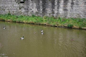 Guérande - Cité médiévale de Guérande - Rempares et douves 