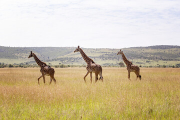Giraffes in Masai Mara National Park, Kenya © Natalia