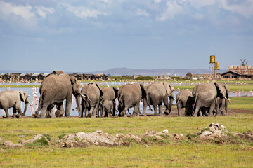 Naklejka na ściany i meble African elephants at sunrise in Amboseli National Park, Kenya