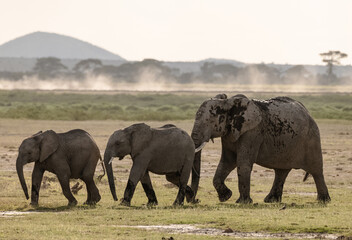 Fototapeta premium African elephants herd at sunrise in Amboseli National Park, Kenya