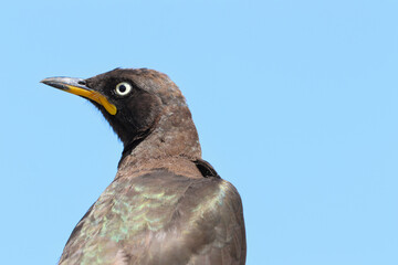 Pied Starling, South Africa