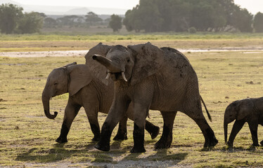 Fototapeta na wymiar African elephants at sunrise in Amboseli National Park, Kenya