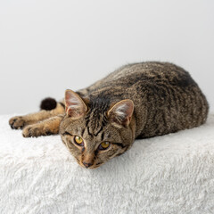 Fototapeta na wymiar Domesticated tabby cat in studio posing