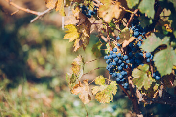 close-up grapes in the vineyard