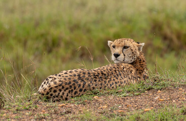Wild cute cheetah chilling in the grass in Masai Mara National Reserve, Kenya