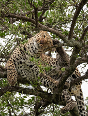 Fototapeta na wymiar Leopard chilling on the tree in Masai Mara National Park, Kenya
