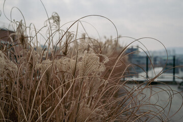 Obraz premium 외로워 보이는 갈대