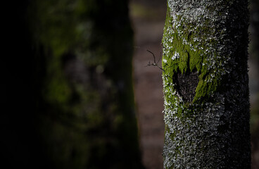 Heart engraved in Nature, ecologic Valentine is Day card with empty space for text.