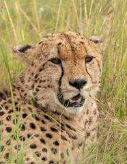 Wild cute cheetah chilling in the grass in Masai Mara National Reserve, Kenya