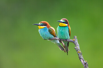 Color birds on a branch
